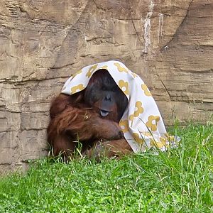 Rainy day Bornean orangutan (Pongo pygmaeus)