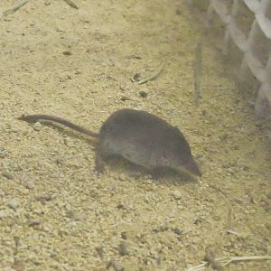 Ezo Least Shrew (Sorex minutissimus hawkeri)