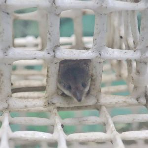 Ezo Least Shrew (Sorex minutissimus hawkeri)