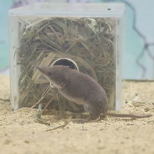 Ezo Least Shrew (Sorex minutissimus hawkeri)