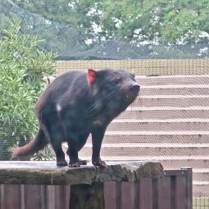 Tasmanian Devil (Sarcophilus harrisii)