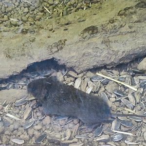 Japanese Grass Vole (Microtus montebelli)