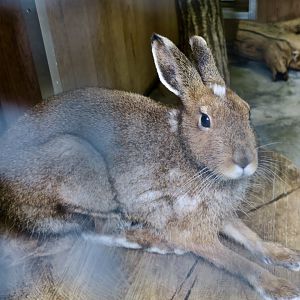 Ezo Mountain Hare (Lepus timidus ainu)
