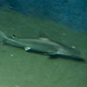 Indonesian Whaler Shark (Carcharhinus tjutjot)