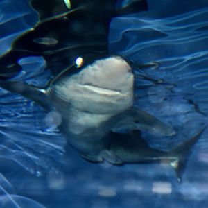 Shortspine Spurdog (Squalus mitsukurii)