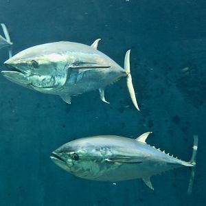 Pacific Bluefin Tuna (Thunnus orientalis)