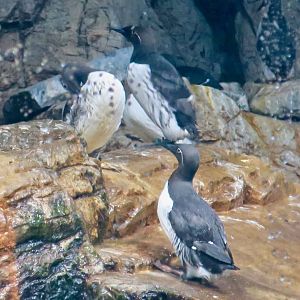 Common Murre (Uria aalge)