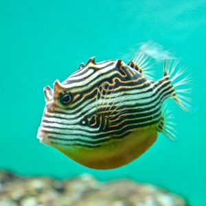 Ornate boxfish female (Aracana ornata)