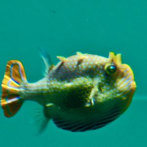 Ornate boxfish male (Aracana ornata)