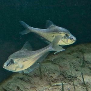 Nurseryfish female (Kurtus gulliveri)