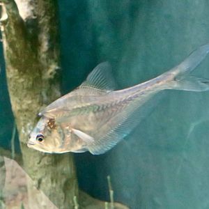 Nurseryfish male (Kurtus gulliveri)