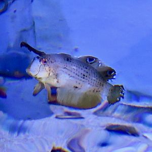 Peacock Wrasse juvenile (Iniistius pavo)