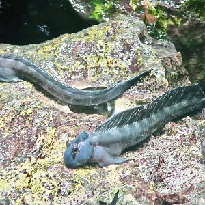 Leaping Blenny (Alticus saliens)