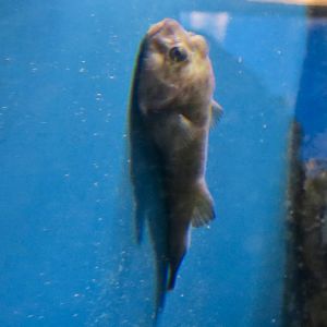 Rocksucker/Giant Clingfish (Chorisochismus dentex)