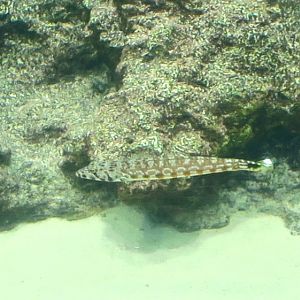 Black-Spotted Sandperch (Parapercis millepunctata)