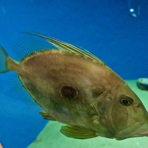 John Dory (Zeus faber)
