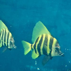 Striped Boarfish (Evistias acutirostris)