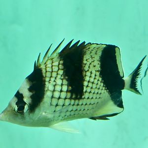 Asian Butterflyfish (Chaetodon argentatus)