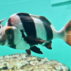 Magpie Morwong (Cheilodactylus nigripes)
