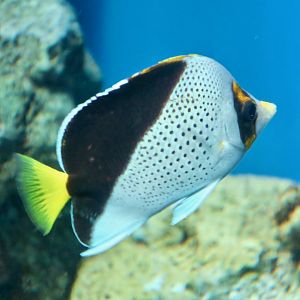 Hawaiian Butterflyfish (Chaetodon tinkeri)