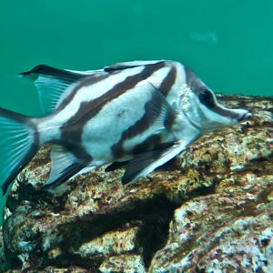 Longsnout Boarfish (Pentaceropsis recurvirostris)
