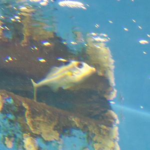 Short-Nosed Tripod Fish (Triacanthus biaculeatus)