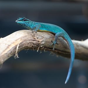 Williams' Dwarf Gecko / Hamerton / 13-11-19