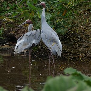 Sarus cranes, November 2019