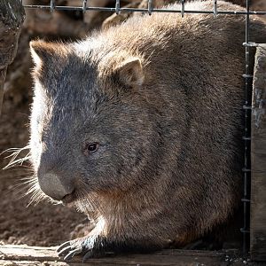 Wanda Wombat / Hamerton / 13-11-19