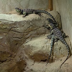 Blue Spiny Lizards / Hamerton / 13-11-19