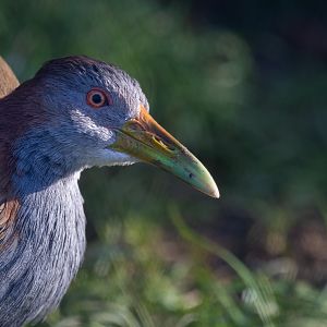 Giant Wood Rail / Hamerton / 13-11-19
