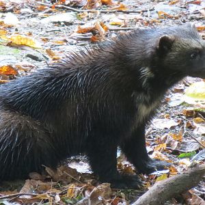 European wolverine 071019