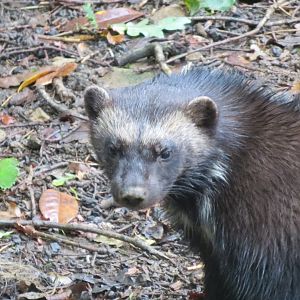 European wolverine 071019