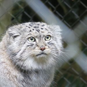 Siberian Pallas' cat 071019