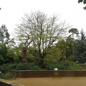 Red panda enclosure 071019