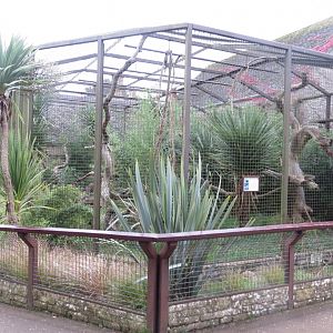 Binturtong enclosure 071019