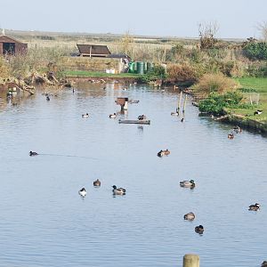 Blakeney Conservation Duck Pond enclosure view