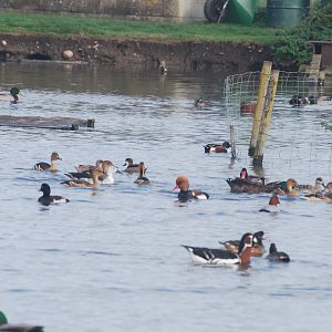 Ducky diversity at Blakeney Conservation Duck Pond