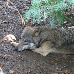 Eurasian wolf 071019