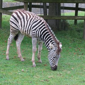 Chapman's zebra 071019