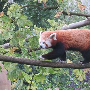 Red panda 071019
