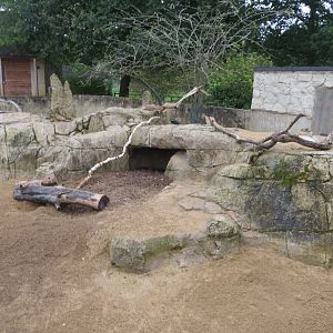 Cape porcupine and Dwarf mongoose enclosure 071019