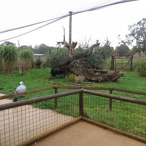 Little Africa walkthrough aviary 071019