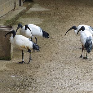 Little Africa - Sacred ibises 071019