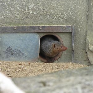 Dwarf mongoose 071019