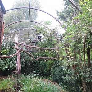 Blue-throated piping guan exhibit 071019