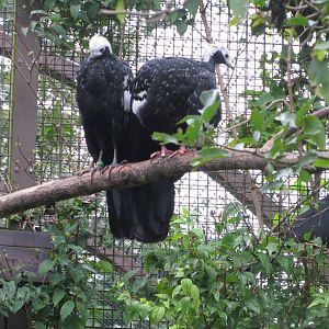 Blue-throated piping guans 071019