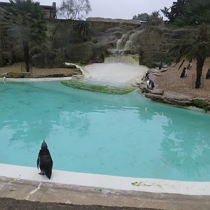 Humboldt penguin exhibit 071019