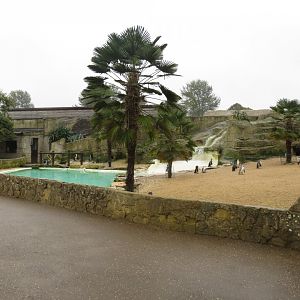 Humboldt penguin exhibit 071019