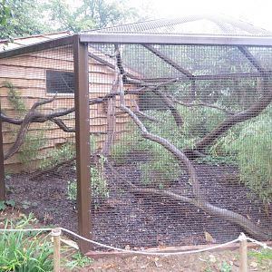 Southern tamandua and Six-banded armadillo outdoors 071019